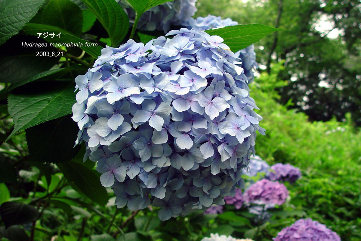 アジサイ｜花とみどり｜到津の森公園