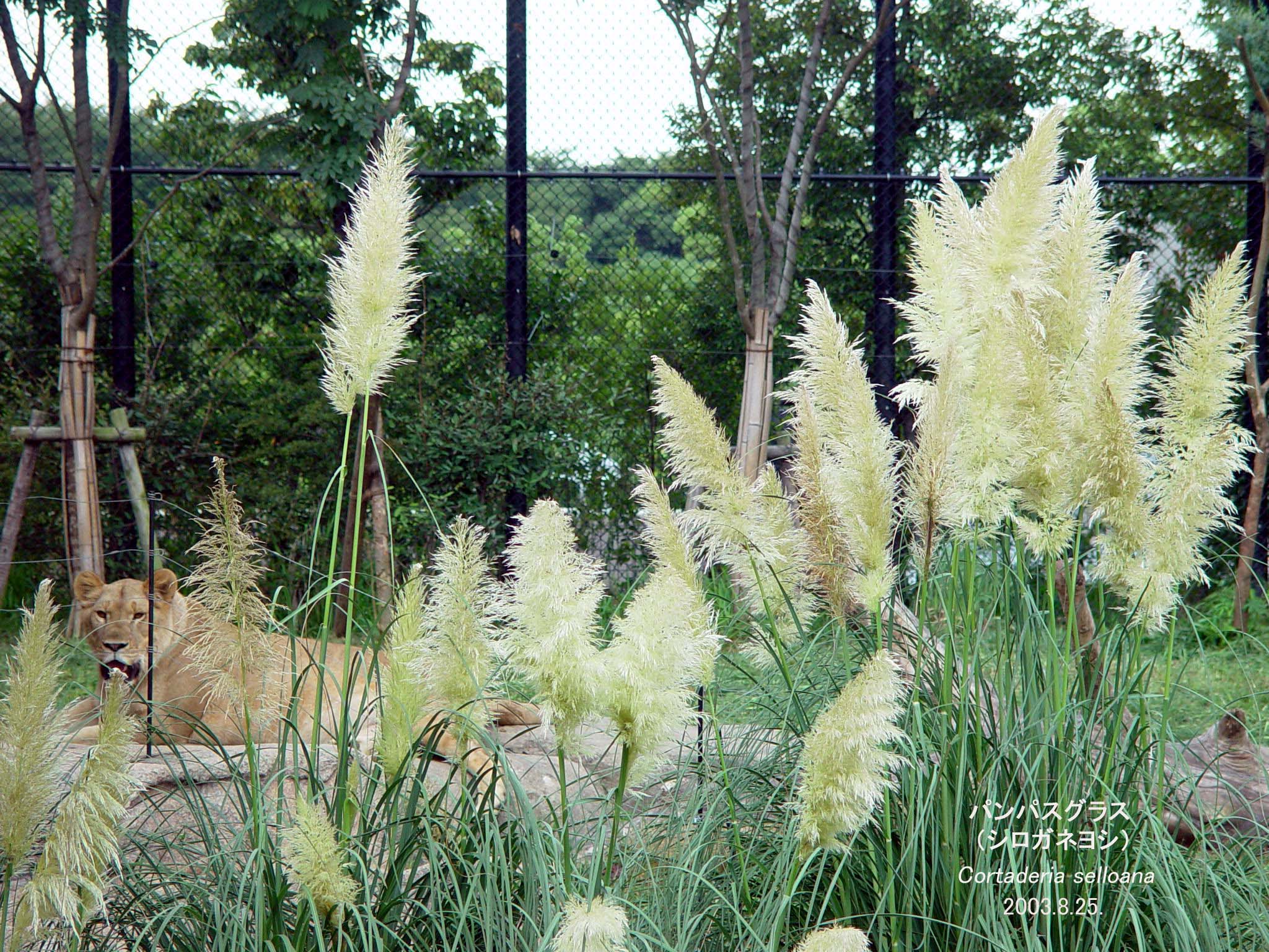 パンパスグラス｜花とみどり｜到津の森公園