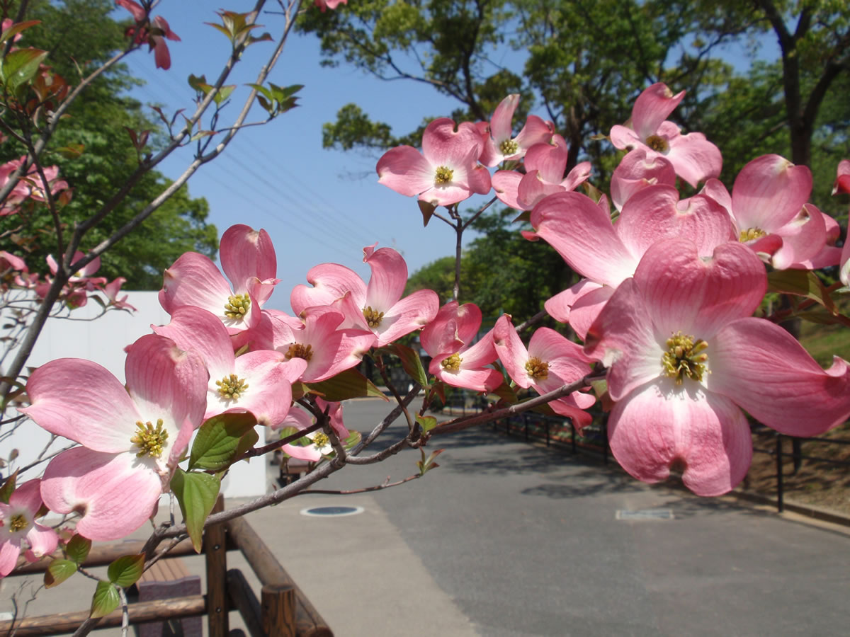 ハナミズキ 花とみどり 到津の森公園