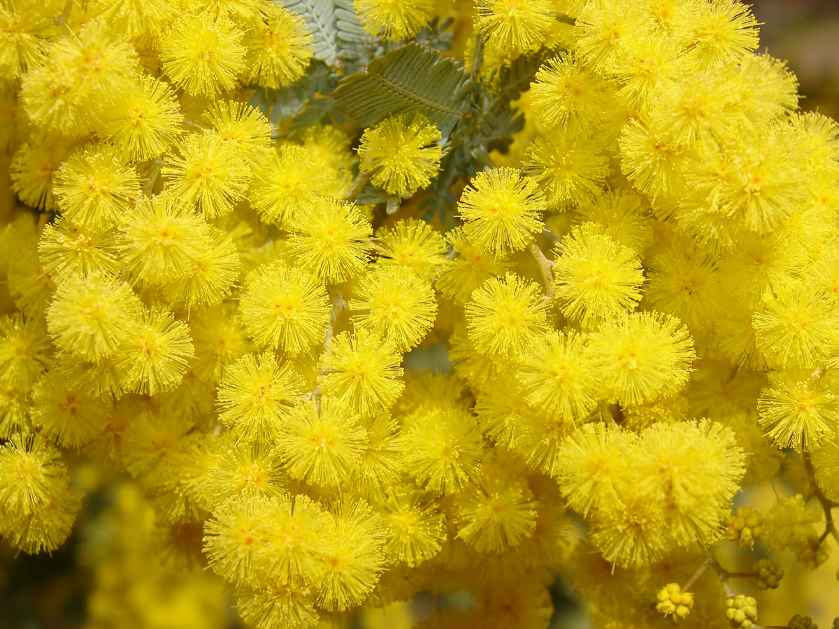 ミモザ ギンヨウアカシア 花とみどり 到津の森公園