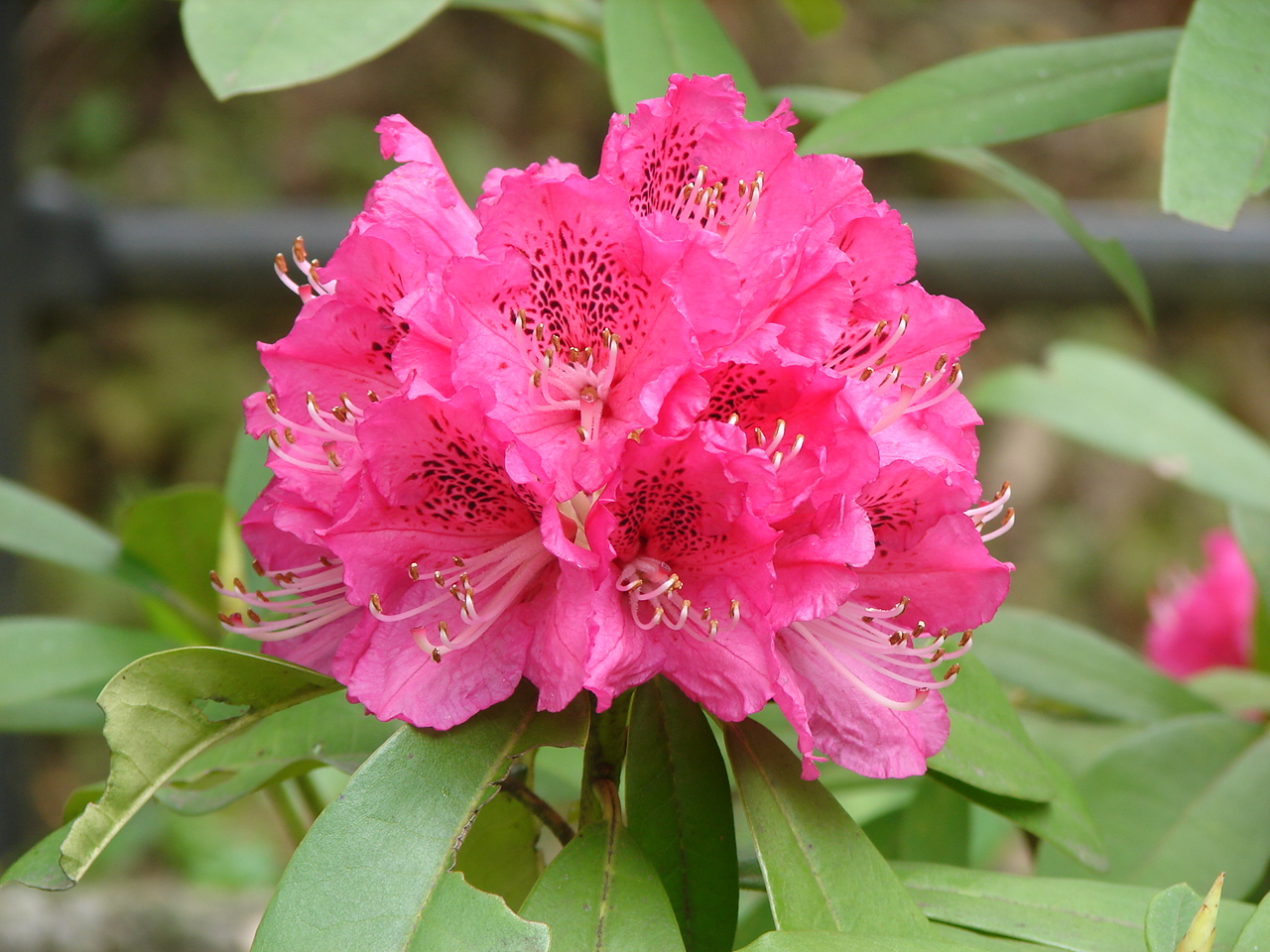 セイヨウシャクナゲ 花とみどり 到津の森公園