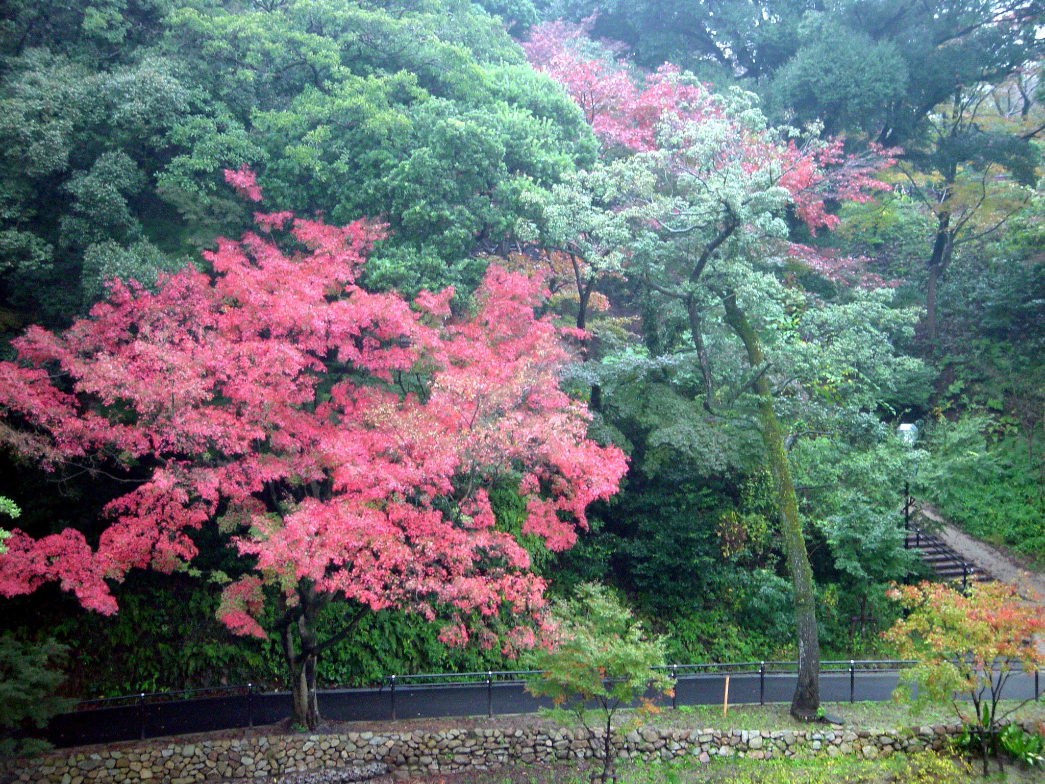 イロハモミジ｜花とみどり｜到津の森公園