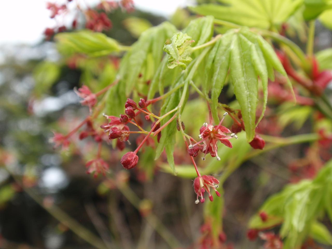 イロハモミジ｜花とみどり｜到津の森公園