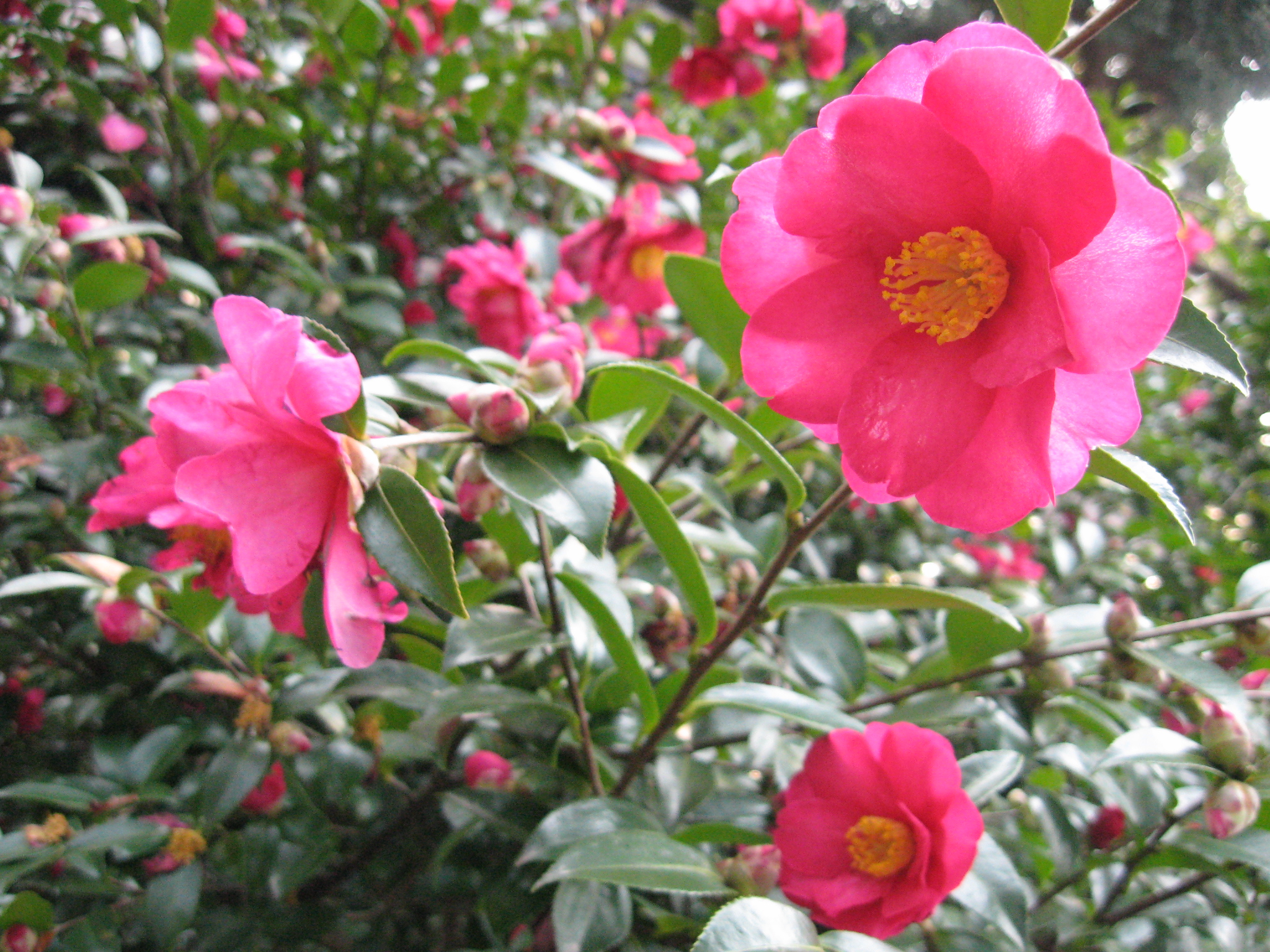 カンツバキ｜花とみどり｜到津の森公園
