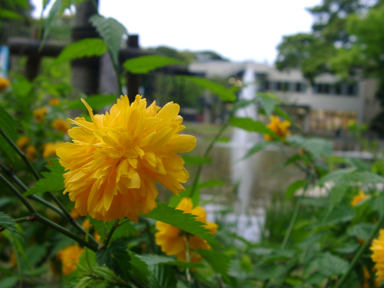 ヤマブキ｜花とみどり｜到津の森公園