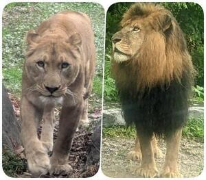 ライオン同居練習における公開についてのお知らせ｜ニュース