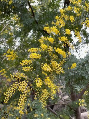 ミモザ開花情報 ☆三分咲き☆（2月19日現在）｜ニュース