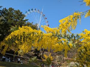 ミモザ開花情報 ☆満開☆（2月26日現在）｜ニュース＆トピックス