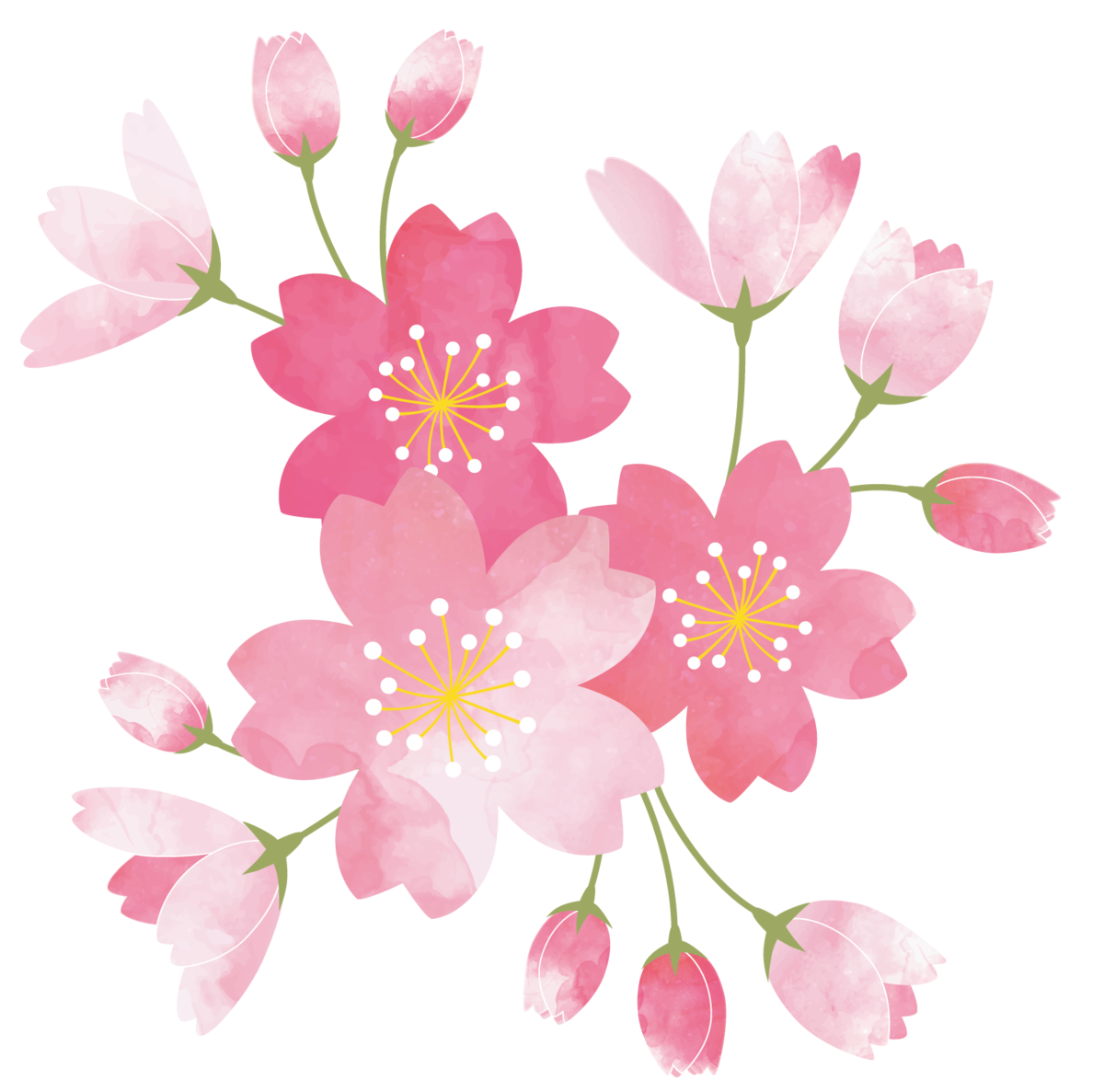 さくら_2.png