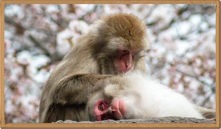 到津の動物写真_0416.jpg