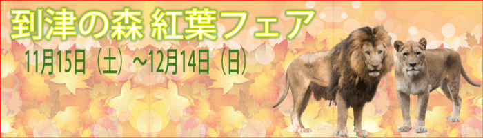 2025年紅葉フェア