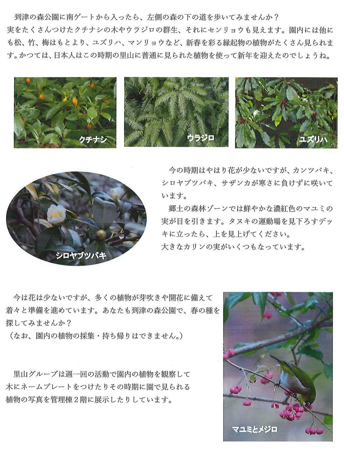 20250122_ﾎﾞﾗﾝﾃｨｱﾌﾞﾛｸﾞ.jpg